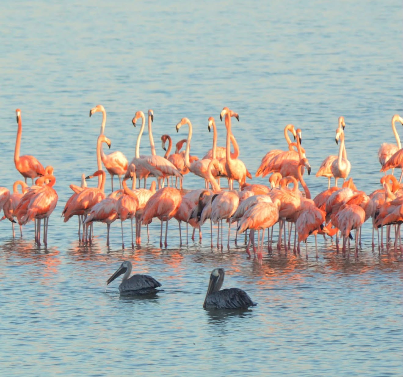 Flamencos rosados y pelícanos en las aguas de Holbox